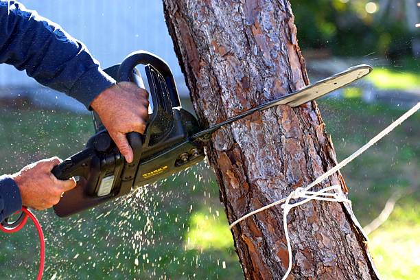 Trusted Woodville, WI Tree Removal Services Experts