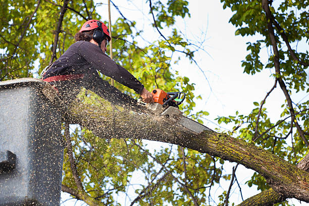 How Our Tree Care Process Works  in  Woodville, WI